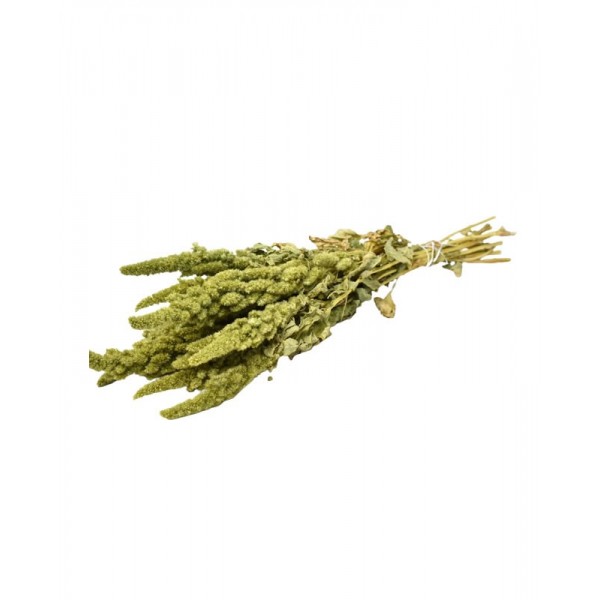 Foliage Amaranthus, punga 12g, Colorarte